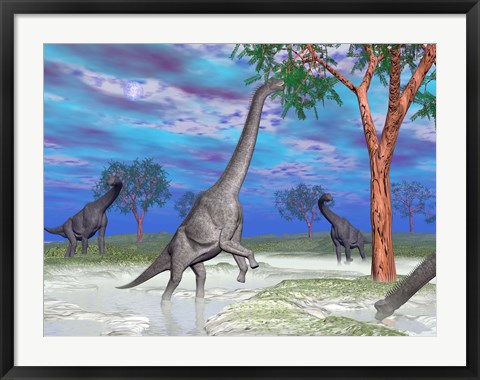 Framed Brachiosaurus dinosaurs grazing on trees Print