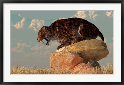 Framed Smilodon sits on a rock surrounded by golden fall fields Print