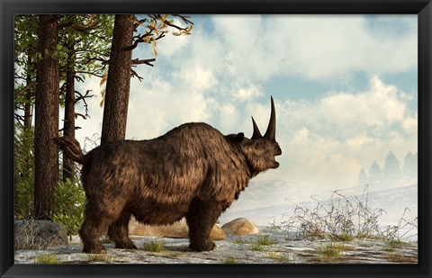 Framed woolly rhinoceros trudges through the snow, Pleistocene epoch Print