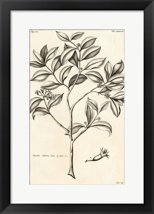 Framed Tropical Leaf Study I Print