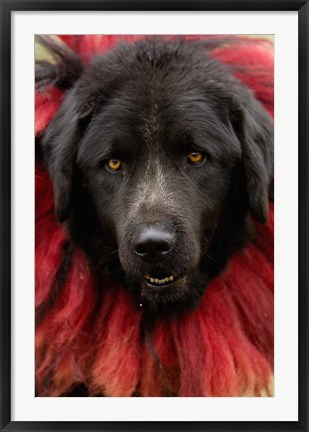 Framed Dog, Horse Racing Festival, Zhongdian, Yunnan, CHINA Print