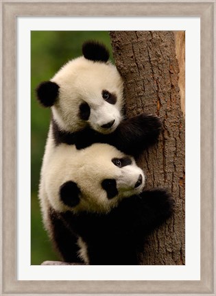 Framed Giant Panda Babies, Wolong China Conservation and Research Center for the Giant Panda, Sichuan Province, China Print