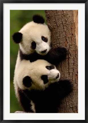 Framed Giant Panda Babies, Wolong China Conservation and Research Center for the Giant Panda, Sichuan Province, China Print