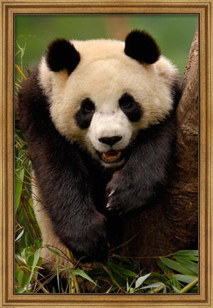 Framed Giant panda bear Print