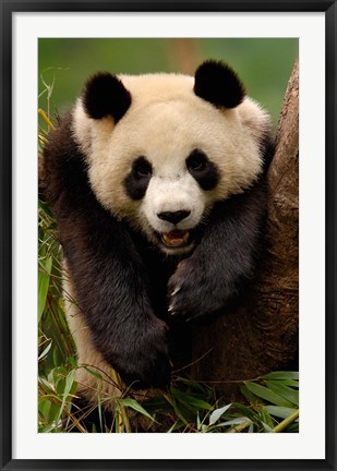 Framed Giant panda bear Print