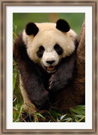 Framed Giant panda bear Print