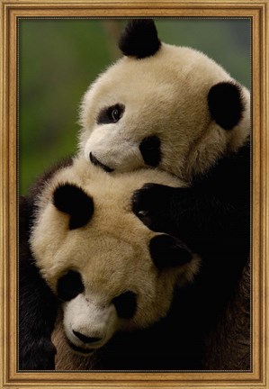 Framed Pair of Giant panda bears Print