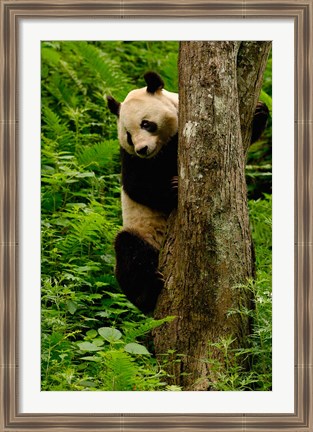 Framed Giant panda bear Climbing a Tree Print