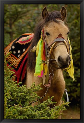 Framed Horse at the Horse Racing Festival, Zhongdian, Deqin Tibetan Autonomous Prefecture, Yunnan Province, China Print