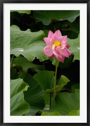 Framed Lotus Lilies, Yunnan Province, China Print