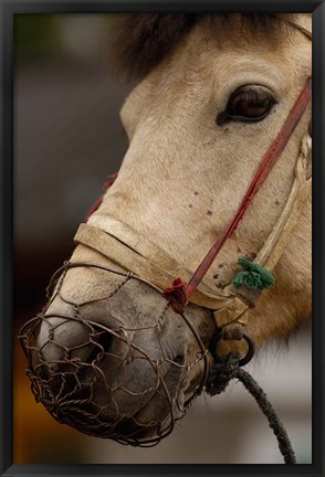 Framed Tibetan Horse, China Print