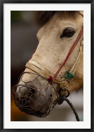 Framed Tibetan Horse, China Print