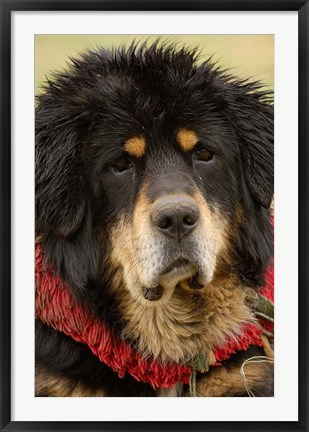 Framed Tibetan Mastiff Dog at the Horse Racing Festival, Zhongdian, Deqin Tibetan Autonomous Prefecture, Yunnan Province, China Print