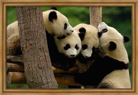 Framed Four Giant panda bears Print
