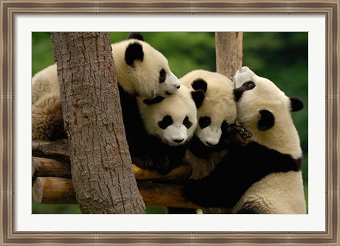 Framed Four Giant panda bears Print