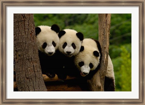 Framed Three Giant panda bears Print