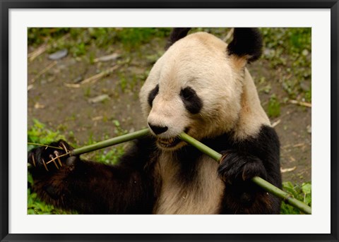 Framed Giant Panda Eating Bamboo Print