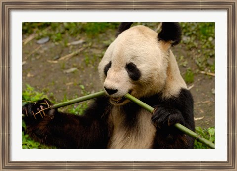 Framed Giant Panda Eating Bamboo Print