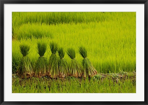 Framed Rice Field, China Print