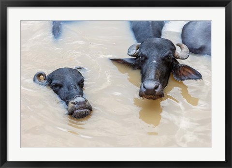 Framed Water Buffalo in Ganges River, Varanasi, India Print