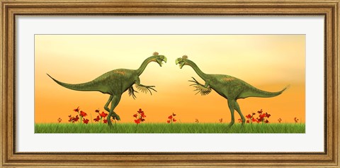 Framed Two Gigantoraptor dinosaurs fighting on green grass by sunset Print