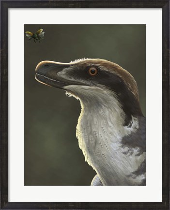 Framed Acheroraptor dromaeosaurid dinosaur with hispine beetle Print