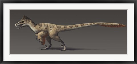 Framed Utahraptor ostrommaysorum, the largest known dromaeosaur Print