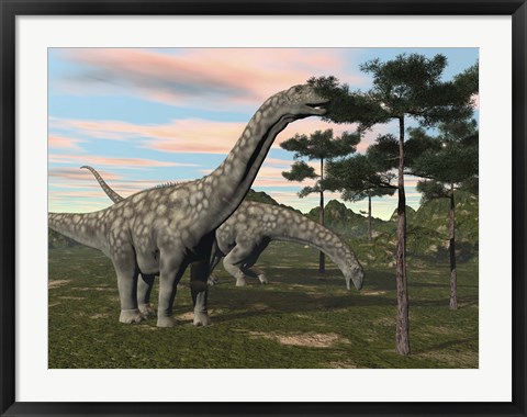 Framed Argentinosaurus dinosaur grazing on treetops Print