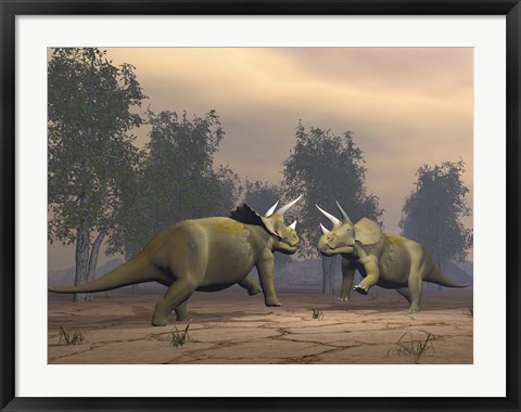 Framed Confrontation between two Triceratops Print