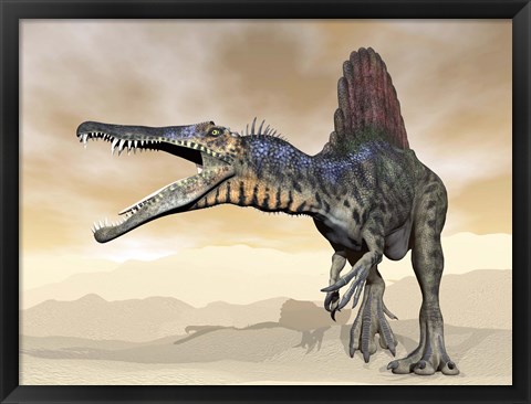 Framed Spinosaurus dinosaur roaring in the desert Print