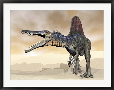 Framed Spinosaurus dinosaur roaring in the desert Print