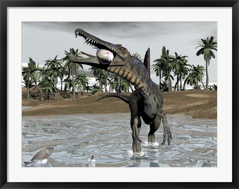 Framed Spinosaurus dinosaur walking in water and feeding on fish Print