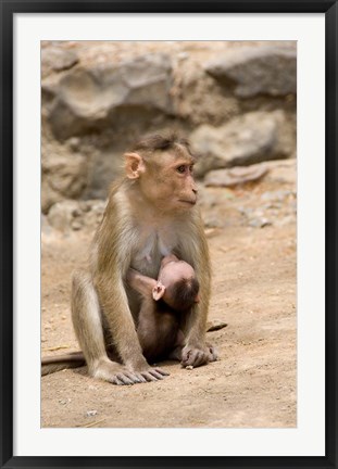 Framed India, Mumbai, Elephanta Caves, monkeys Print