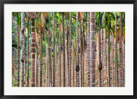 Framed Beetle nut tree trunk detail, Bajengdoba, Meghalaya, India Print