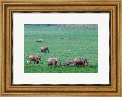 Framed Asian Elephant in Kaziranga National Park, India Print