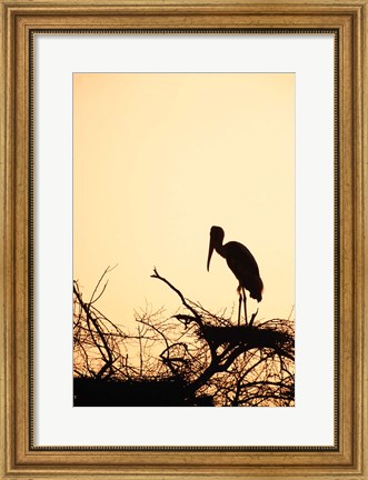 Framed Painted Stork in Bandhavgarh National Park, India Print