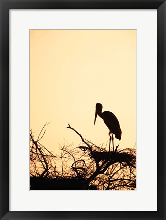 Framed Painted Stork in Bandhavgarh National Park, India Print