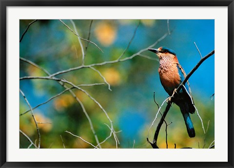 Framed Indian Roller in Bandhavgarh National Park, India Print