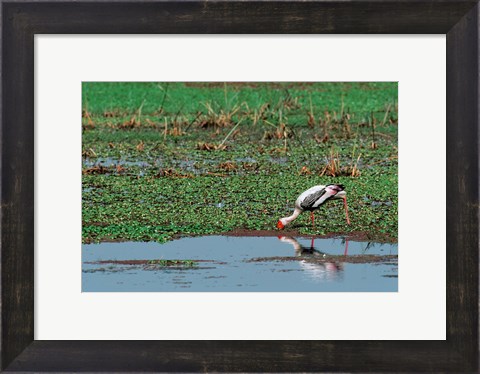 Framed Painted Stork by the water, India Print