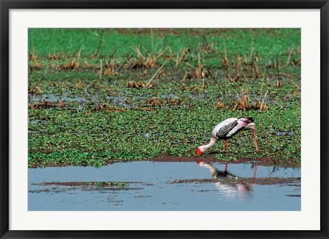 Framed Painted Stork by the water, India Print