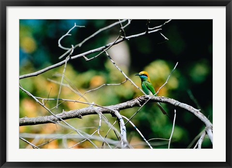 Framed Green Bee-eater in Bandhavgarh National Park, India Print