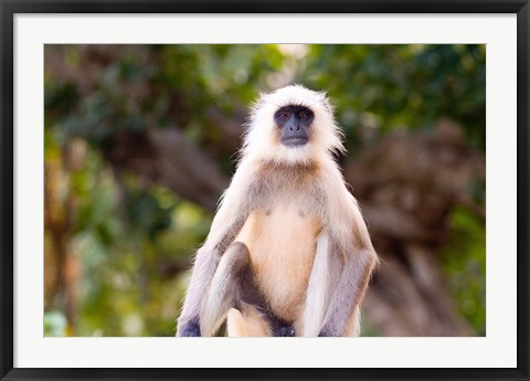 Framed Monkey, Ranthambore National Park, Rajastan, India Print