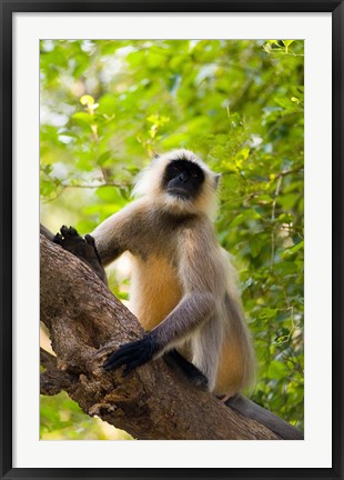 Framed Monkey, Rajastan, India Print