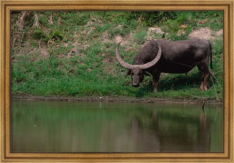Framed Water Buffalo in Kaziranga National Park, India Print