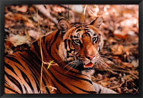 Framed Bengal Tiger in Bandhavgarh National Park, India Print