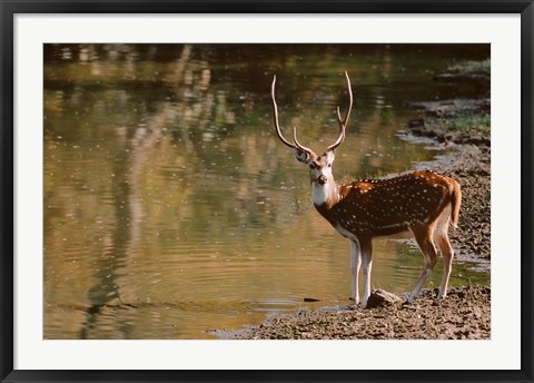 Framed Chital at Water&#39;s Edge in Bandhavgarh National Park, India Print