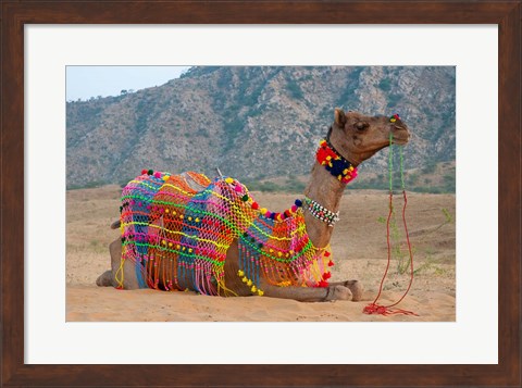 Framed Brightly decorated camel, Pushkar, Rajasthan, India. Print