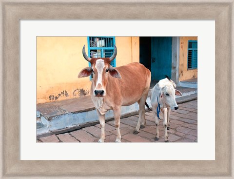 Framed Cow and calf on the street, Jojawar, Rajasthan, India. Print