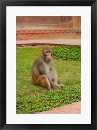 Framed Monkey, Uttar Pradesh, India Print