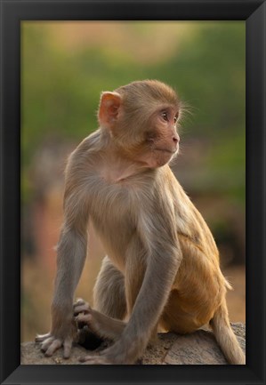 Framed Young Rhesus monkey, Monkey Temple, Jaipur, Rajasthan, India Print